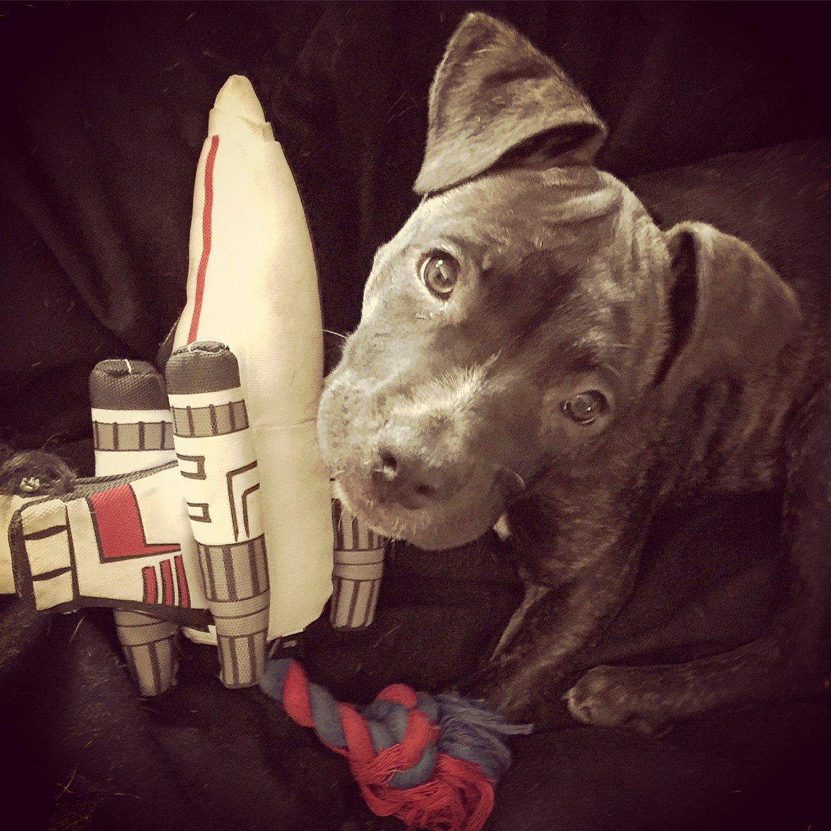 <a href="/spike_0124/">Scott</a> My Tinkerbell as a puppy💕🐾😊