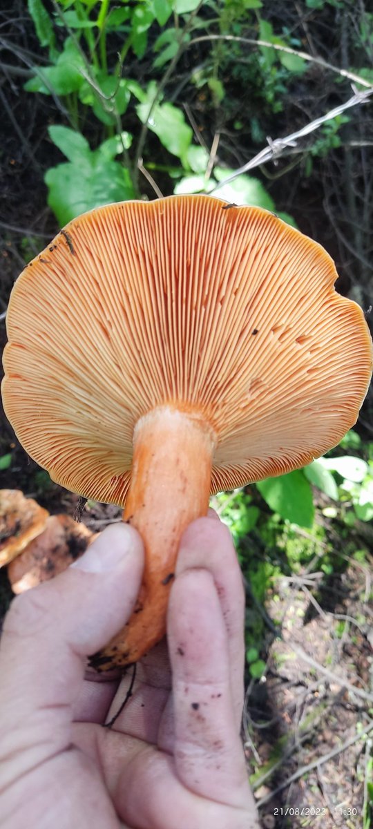 naveganteclst's tweet photo. @Fungi_Cosas doctora ayuda porfavor , seran enchilados del monte ? No tienen látex https://t.co/bWwjtpvQ2B
