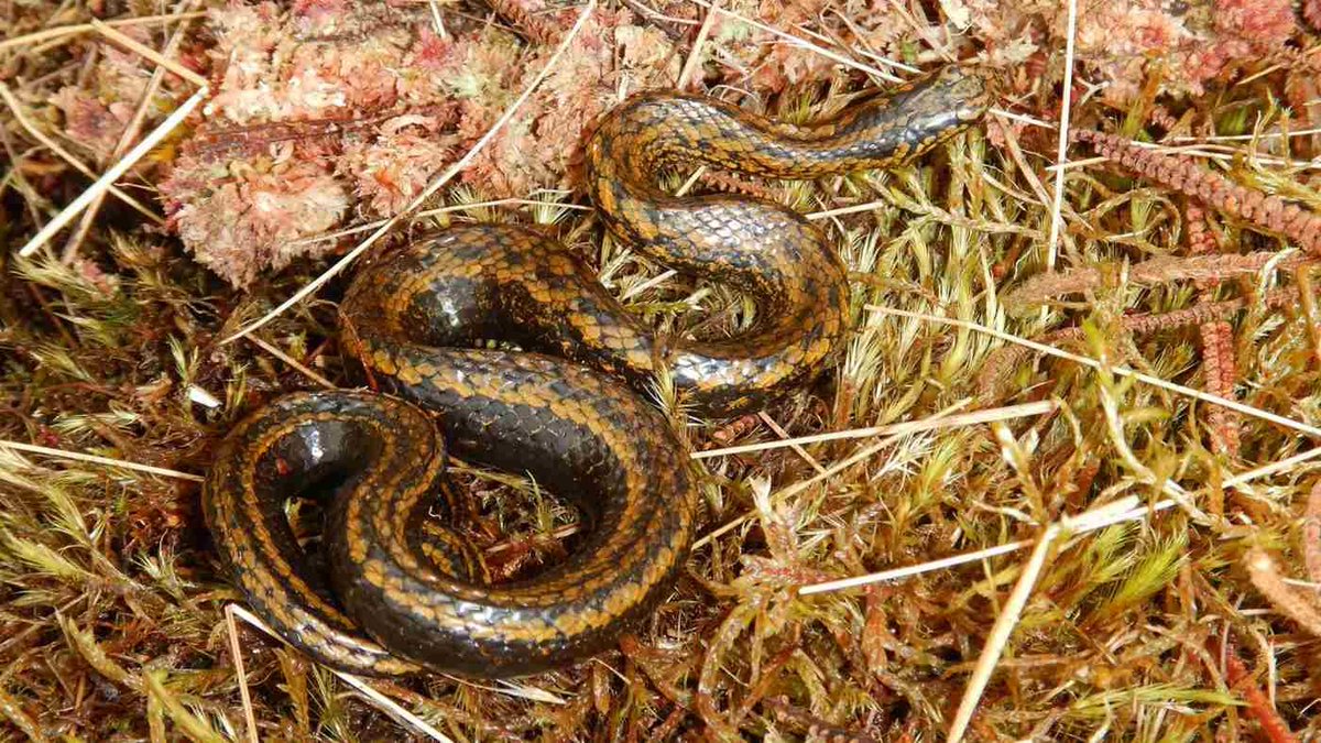 Meet harrisonfordi, a new species of snake named after Harrison Ford and our beloved character Indiana Jones. The quote that comes to mind is: "Why did it have to be snakes?" 😆
#science #newspecies #discovery #indianajones #goodnews 
goodnewsnetwork.org/an-animal-new-…