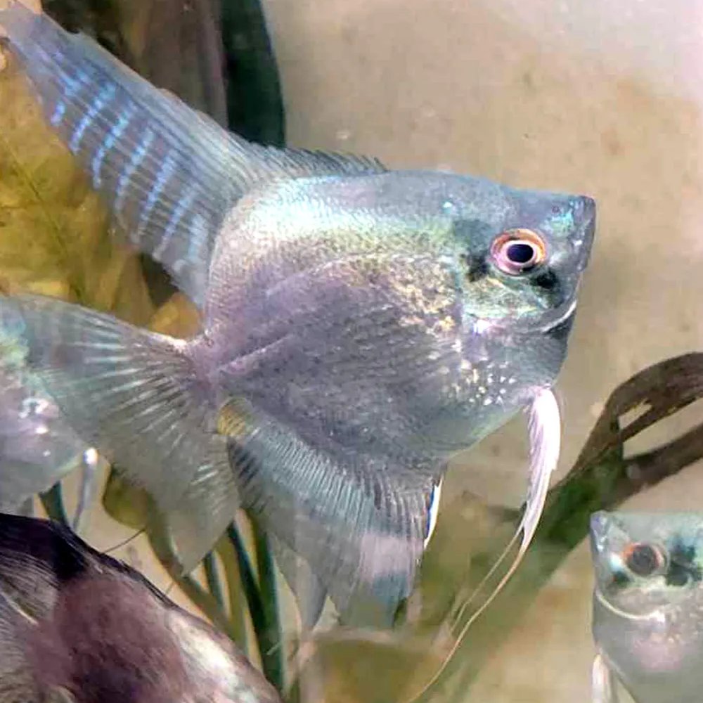 EA_Webmaster's tweet photo. Blue Ghost Glitter Angelfish - WYSIWYG https://t.co/qa74CNIkDq