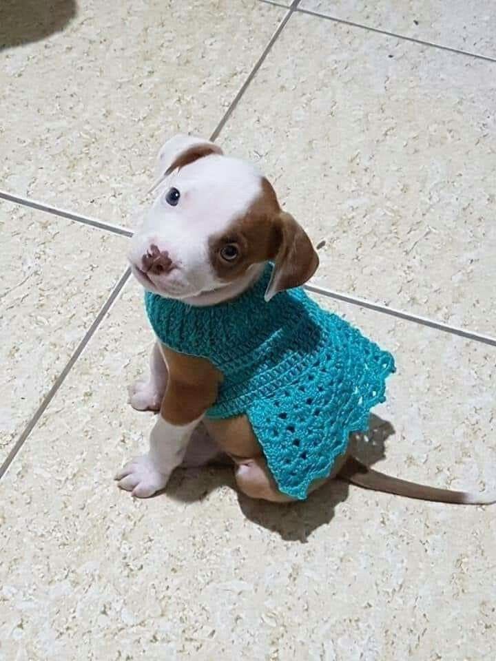 💖 (@twaniimals) on Twitter photo 