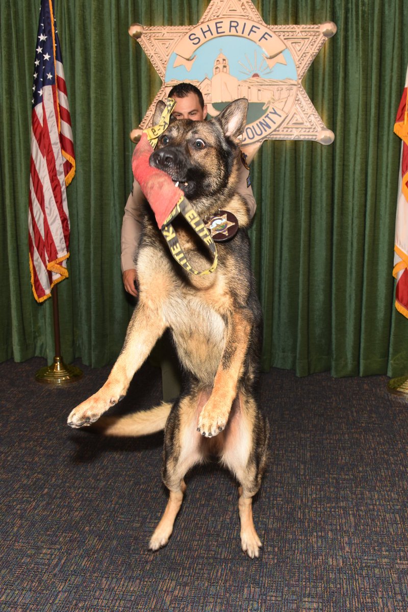 VENTURASHERIFF's tweet image. The best way to start the week! 🙌 

Please join us in congratulating Anthony Goldner (and K9 Thor), Tom Fuchs, Jason Cashmark, Wendell Campbell, and Charles Lombardi on their promotions to Senior Deputy! Thank you all for your dedication and service to our agency and community.