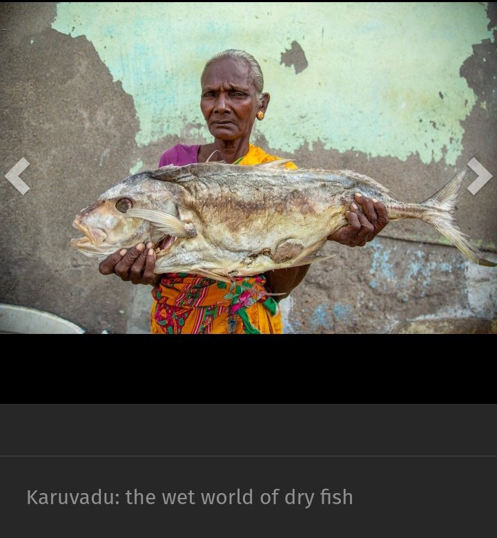 AparnaKarthi's tweet photo. And here it is, the Karuvadu story. 
From Thoothukudi, Tamil Nadu. Where the salt &amp; sun preserves fish &amp; lives. Photos by the fabulous @chempkumar. My series Let Them Eat Rice on @PARInetwork is supported by a research grant @azimpremjiuniv
Pls read/ RT 🙏🏼
https://t.co/OMf2xcOXKr https://t.co/88l5G4DESe
