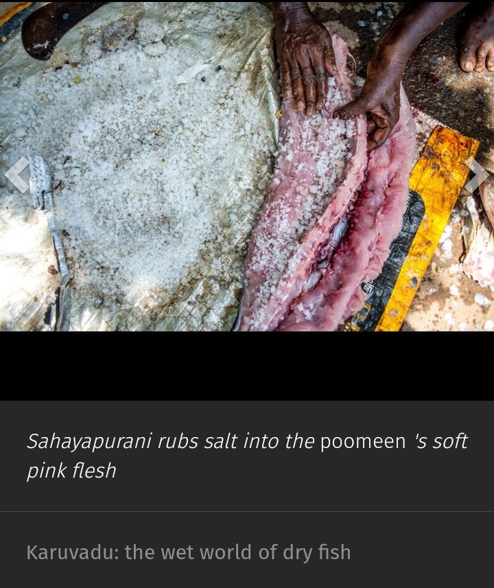 AparnaKarthi's tweet photo. And here it is, the Karuvadu story. 
From Thoothukudi, Tamil Nadu. Where the salt &amp; sun preserves fish &amp; lives. Photos by the fabulous @chempkumar. My series Let Them Eat Rice on @PARInetwork is supported by a research grant @azimpremjiuniv
Pls read/ RT 🙏🏼
https://t.co/OMf2xcOXKr https://t.co/88l5G4DESe