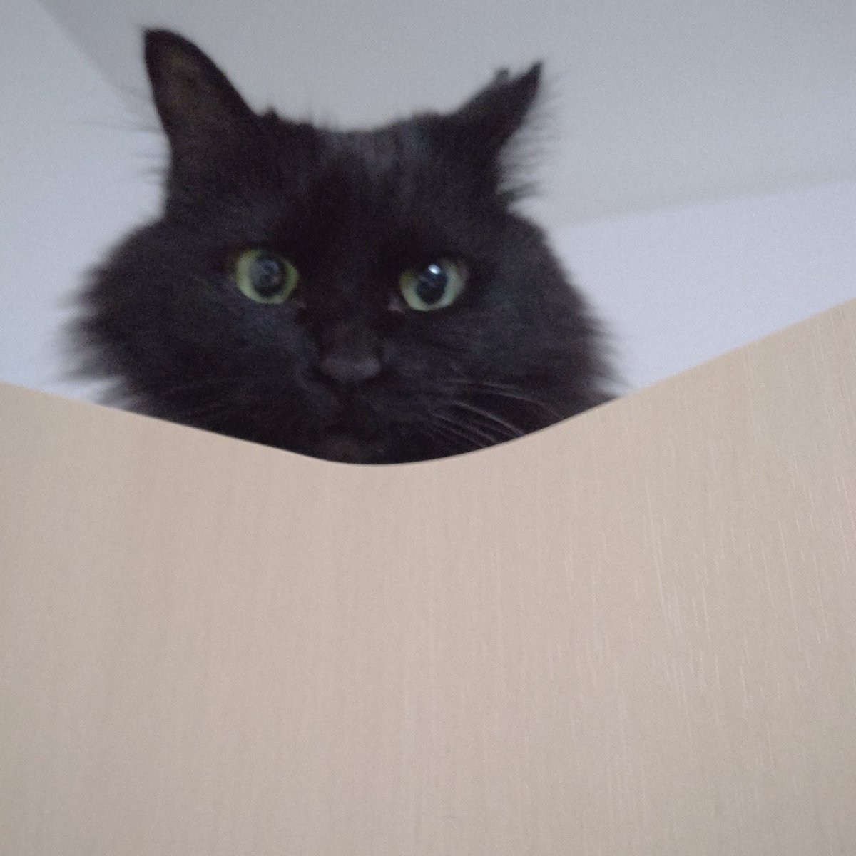 patiorc_cat's tweet photo. 高みの見物🐱 https://t.co/u9VUNaDeV2