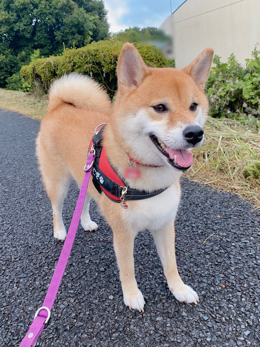 shiba_inu_mugi's tweet photo. 雨の合間にダッシュでお散歩の柴
#柴犬 https://t.co/07NvMKuDdl