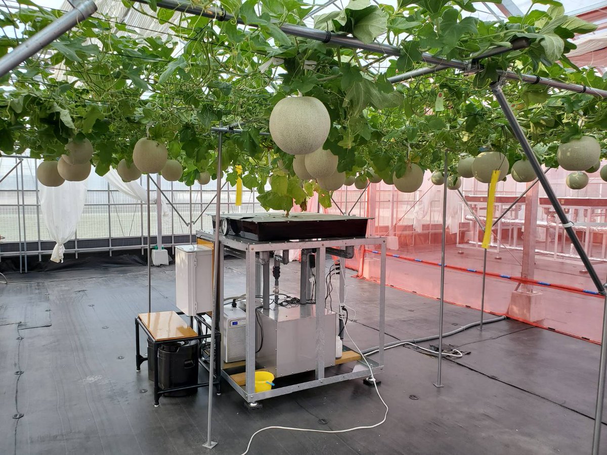 k_wortscience_R's tweet photo. 香川県立農業経営高等学校 様にもケイワートで作っ���ケイ酸水を使用していただいて、色々と検証していただいてます！
今年は苺とメロン！どちらも出来は良いとの事。苺のうどんこ病は、ほぼ発生してないと聞いています。
#丁寧な暮らし #ヴィーガン #ケイ酸 #シリカ #ケイ素  #無農薬 #苺 https://t.co/e5MfQC7Ucf