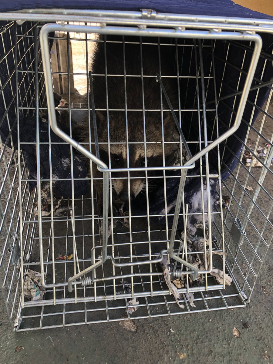 okappagogobar's tweet photo. 猫🐈捕獲しようとしてたのに、何で狸なん🤣 https://t.co/uPU0OpGKNL