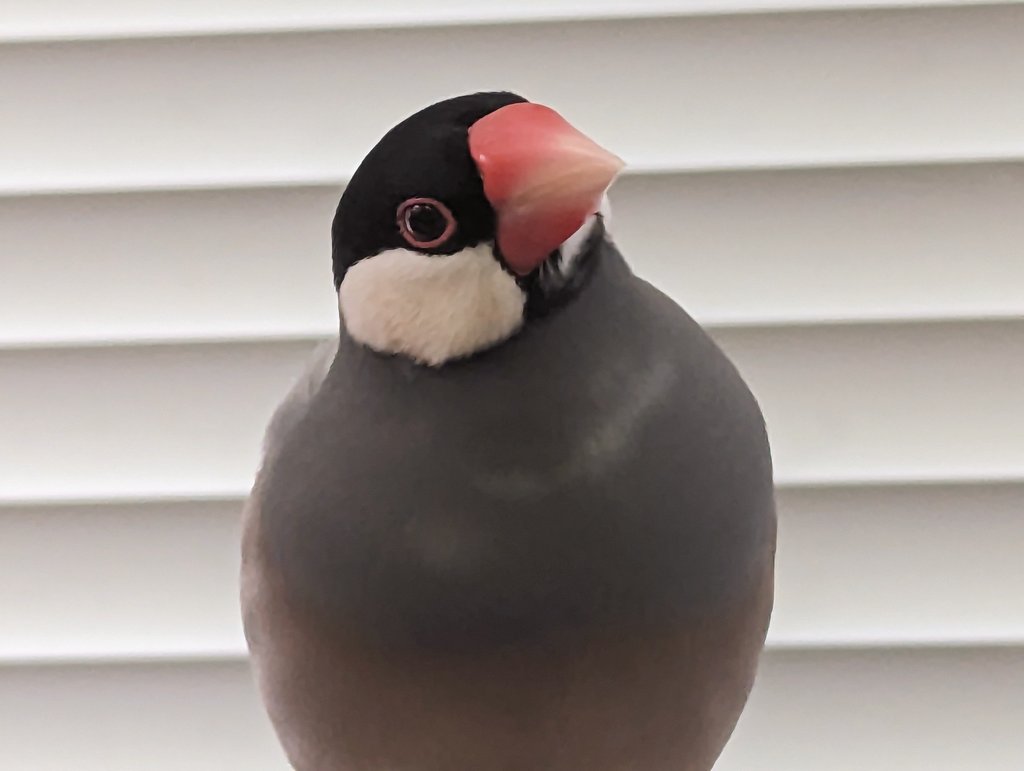 これは己の可愛さを自覚してる次長
#文鳥