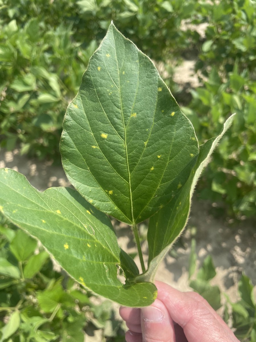 alabamaED's tweet photo. Still finding downy mildew and not much else on soybeans in Alabama. Yellow irregular spots in mid to upper canopy. Don’t be alarmed… #CropNetwork #Soybeans #PlantDisease https://t.co/acNPfmDQQ6