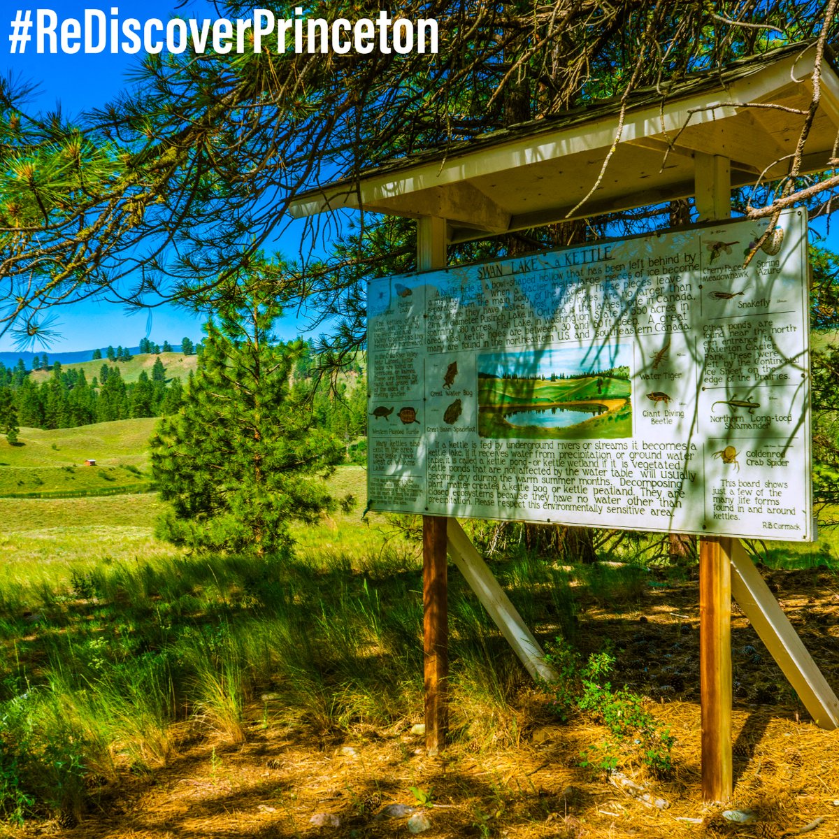 🦢🛶Swan Lake Nature Reserve is a wonderful way to spend an afternoon in Princeton B.C. With over 150 of different species of birds this landscape is truly magical. #rediscoverprinceton #townofprincetonbc  #britishcolumbia #hellobc #explorebc #tulmeen #similkameenvalley