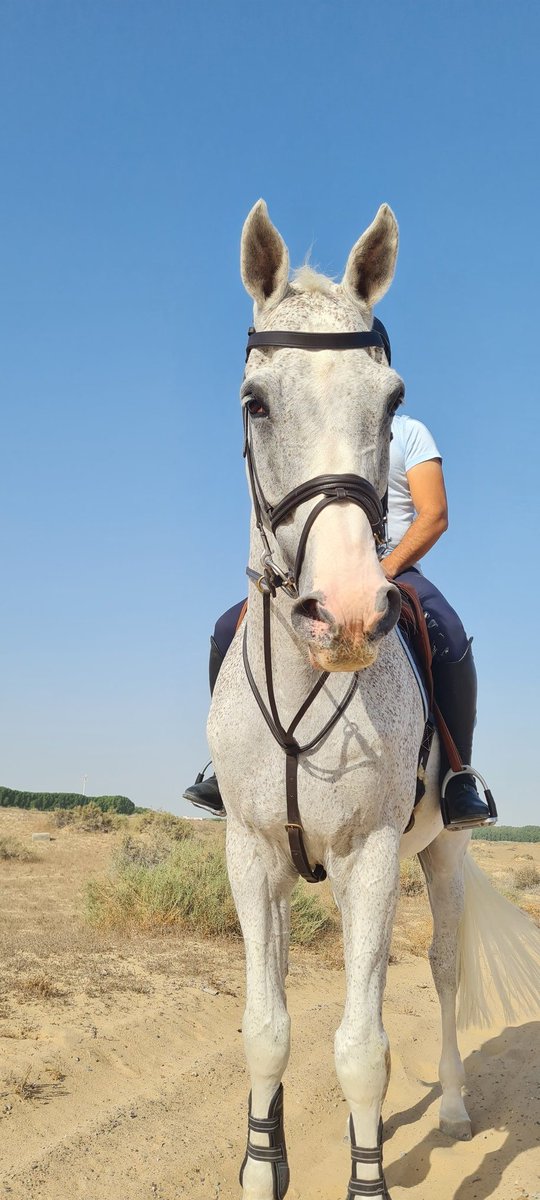 Anitasande00's tweet photo. Climbing and desert ride in deep sand we do a few times a week,depending on the show  schedule,close up to show we do less hard work...
#horses #desert #deepsand #hardground #weneeditall
#EquestriaGirls #dubai #sharjah 
#love #teamwork 

https://t.co/IreO1NY6DU https://t.co/FLrvfTSRR7