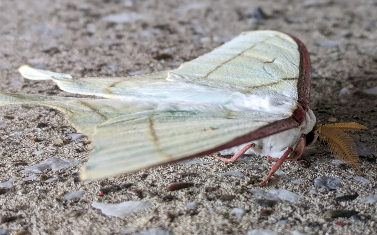 高速トコトコ鳥𓅫 tweet media