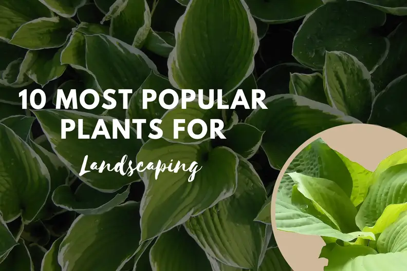 easymulch's tweet photo. 10 Most Popular Plants For Landscaping https://t.co/mdT9Morq3K https://t.co/mn9Sh91emO