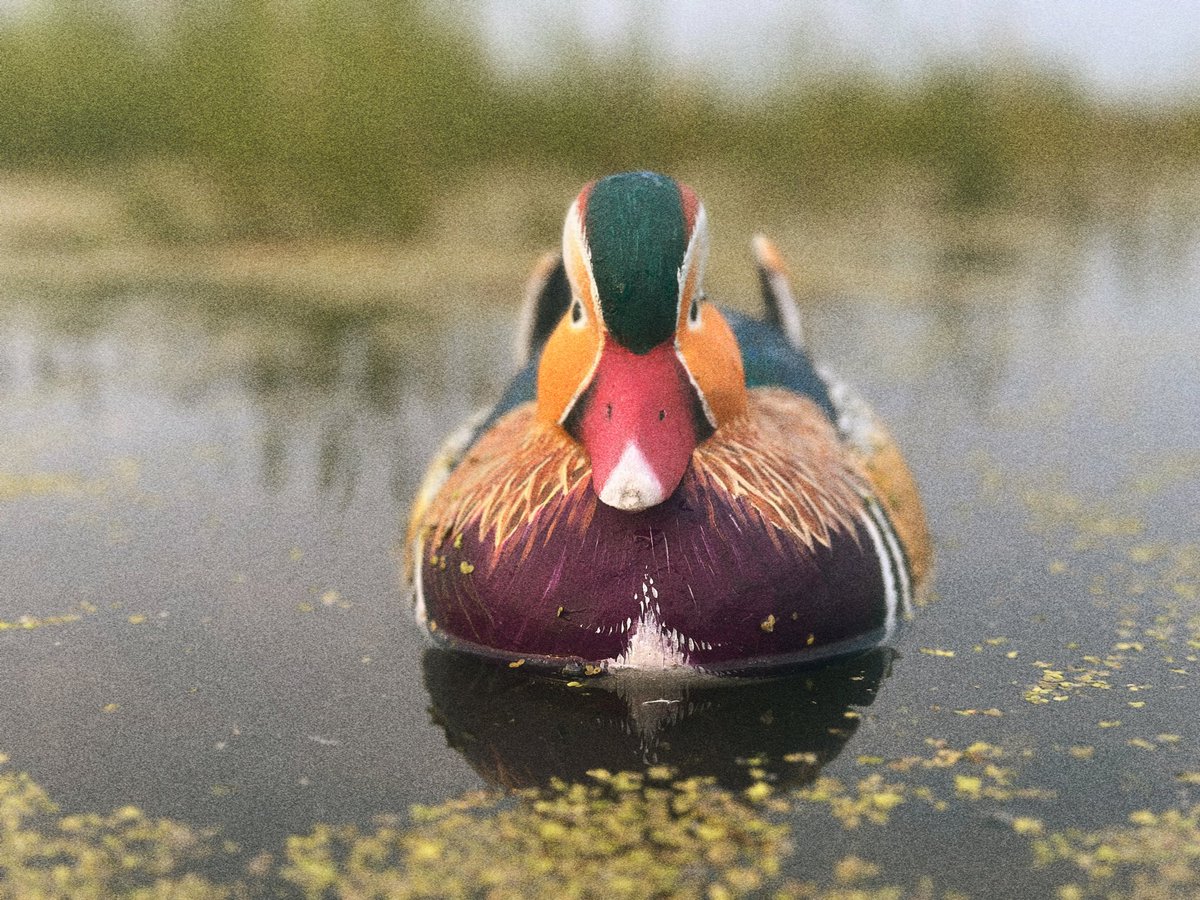 jimmysmolenski's tweet image. Made this