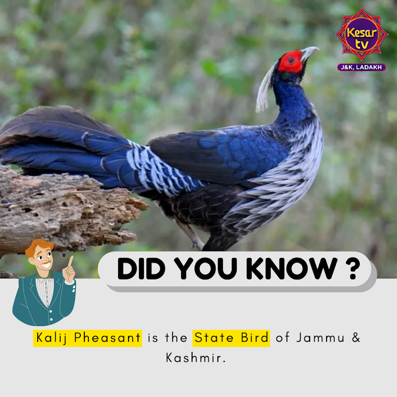 ZeeJKLadakh's tweet image. Did you know?
#KalijPheasant #StateBird #JammuKashmir