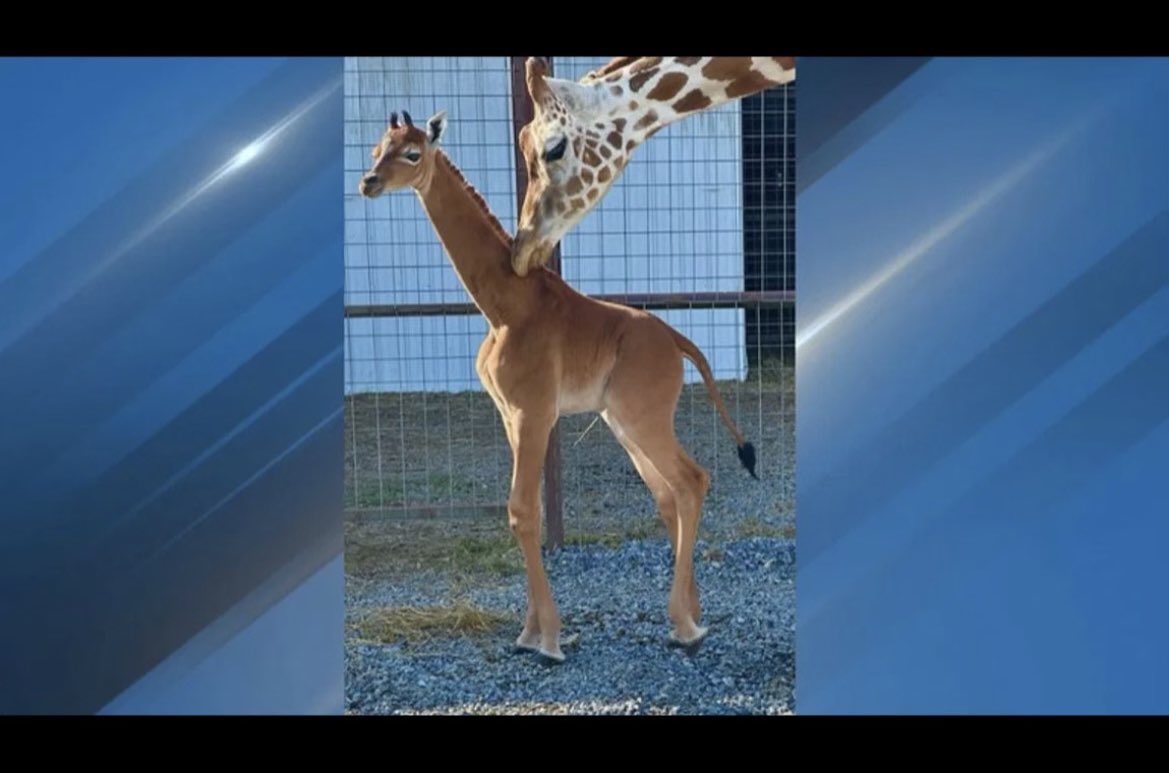 Wow! At the Bright Zoo in Jonesboro, TN now exists the only documented spotless giraffe alive!

The last recorded one was in Japan in the 1970’s. I’m going to see this asap. So cool.