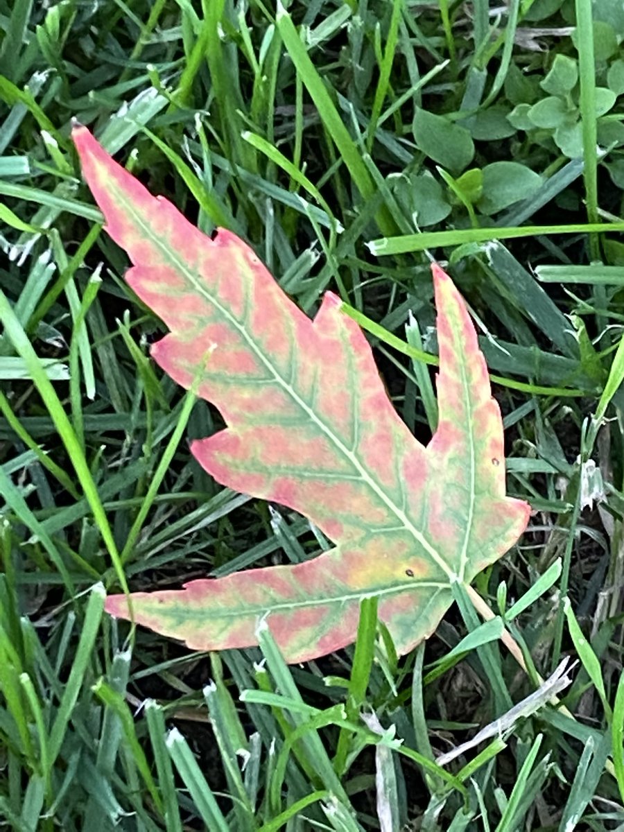 arllennium's tweet photo. #Ahhhhh! #signsoffall #yeg @scimann https://t.co/HFpECSJyvm