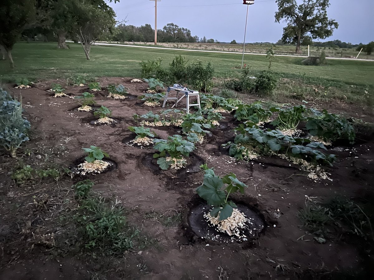 heyyou_itsDrew's tweet photo. My clothes are all wet from watering my flowers and pumpkins. However, it’s not from water, but the sweat dripping down these balls. Skeet skeet! https://t.co/pWAlqfdIzP