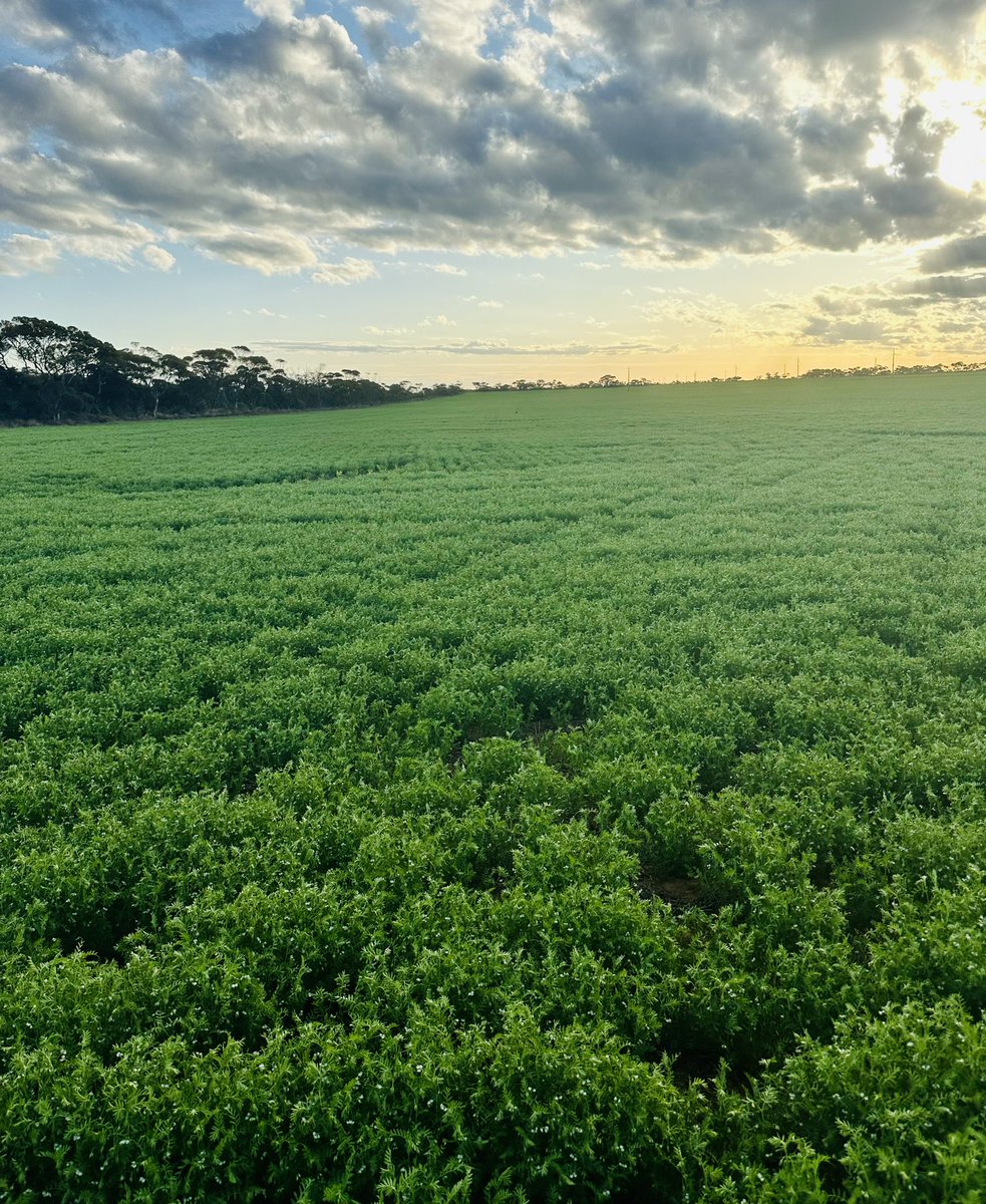Where do we get our lamb chops, if everyone grows lentils!? 
<a href="/newedgemicrobes/">New Edge Microbials</a> acid tol Inoculant
<a href="/SyngentaANZ/">Syngenta ANZ</a> Miravis Star
<a href="/GIA_breeding/">Grains Innovation Australia</a> Thunder Metro
Thanks Larn, our Lentil future is pretty bright 🤘🏽🤘🏽