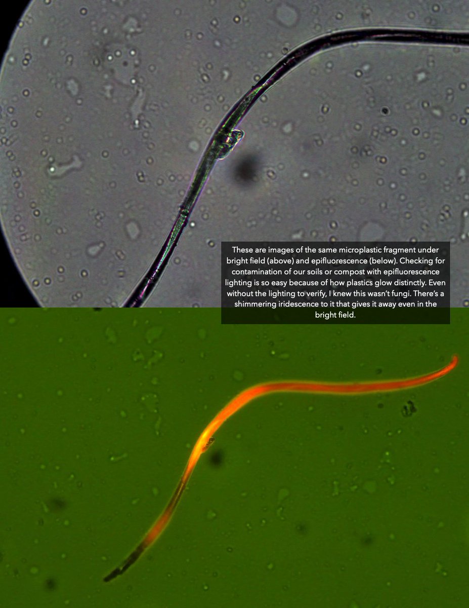 MattPowersSoil's tweet photo. This is the same #microplastic strand under #brightfield and with #epifluorescence.
It only takes a a split second to turn on the epifluorescence lighting to verify if it's plastic or not.
It's SO #FAST & #EASY!!
#Regenerative #Soil #Microscopy:
https://t.co/8TIRDRyQaA https://t.co/ERoUdoNBPL