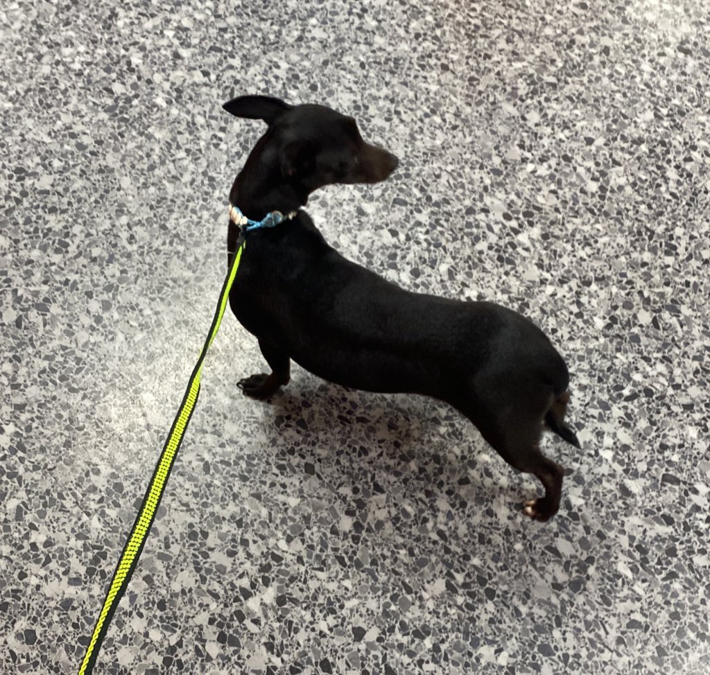 pc_rod98's tweet photo. This animal was left to its own luck by @Delta staff in @ATLairport. #AnimalCruelty #AnimalAbuse #AnimalAbuseAtlanta #AtlantaAirport #DeltaAirlines #LostDogAtlanta #ClaytonCountyGA #FultonCountyGA https://t.co/bUXo8DdOJG