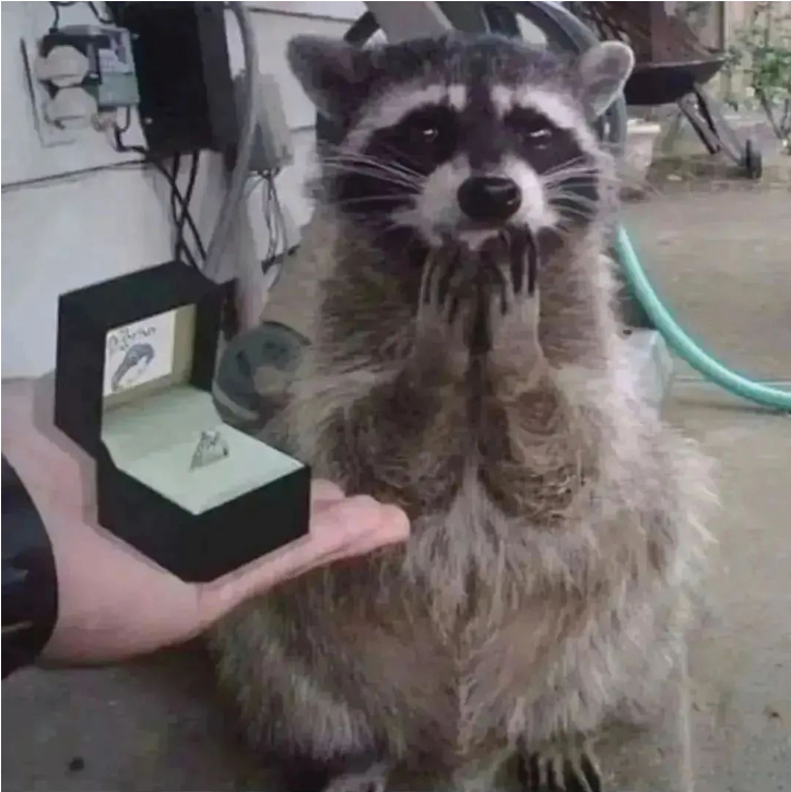 rabit21259947's tweet photo. Gift reaction 🦝😍 https://t.co/PdWZrye5Kk