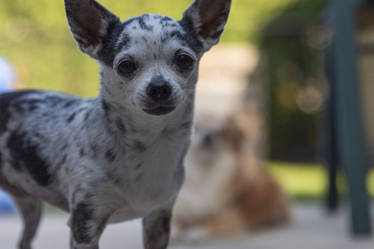 SamuelDeFoy1's tweet photo. Mon chien est mort. On s’attache si fort a ses petites bêtes. RIP Lunah. Merci pour toutes ses belles années. https://t.co/epCFBMagxG