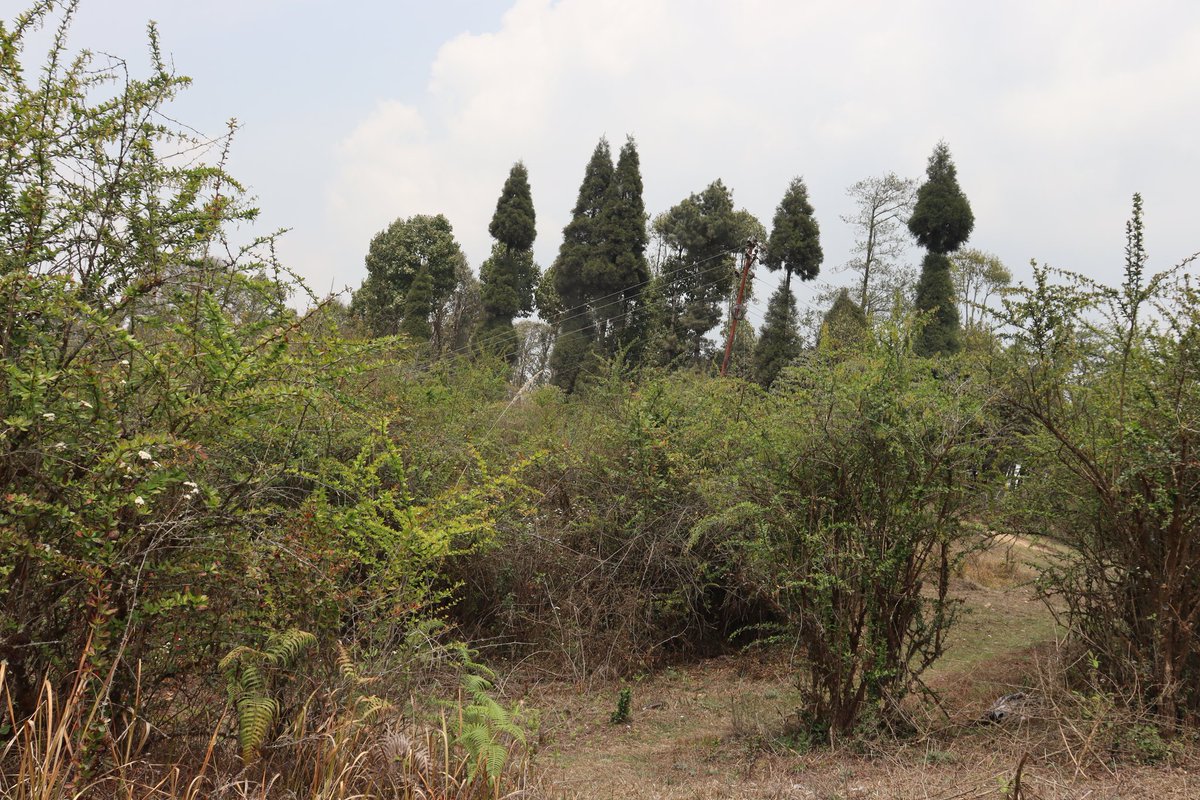 सपनामा हराएको मान्छे tweet media