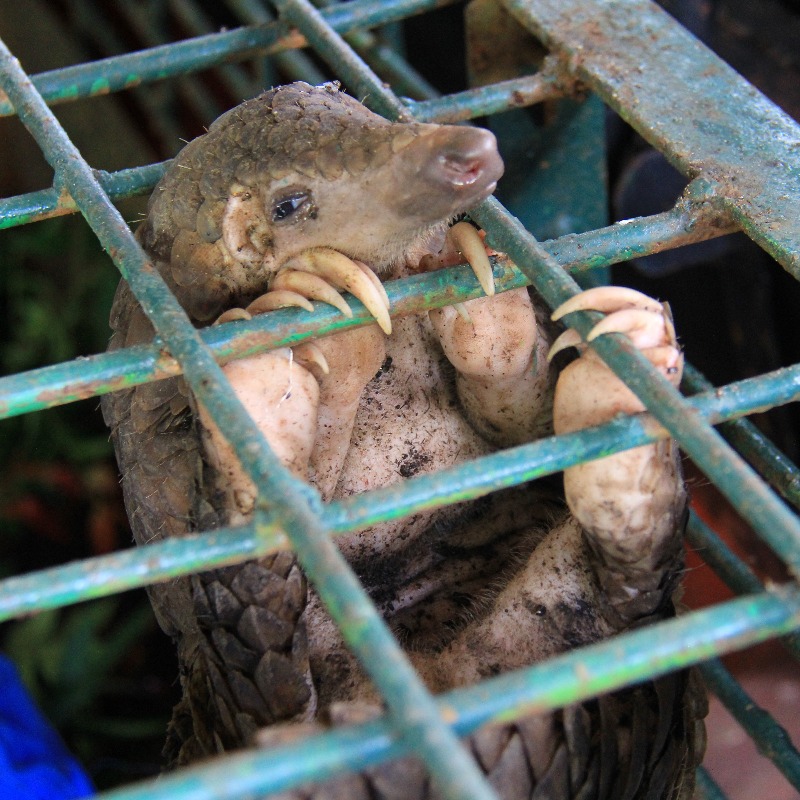 ifawAU's tweet photo. Pangolins are one of the world's most trafficked mammal. ifaw rescues them from illegal wildlife trade &amp; rehabilitates &amp; releases them into the environment. But we can't do it alone—we need help.

Make a lifesaving gift today. 

📸 © Arief Budi Kusuma - https://t.co/BaVZNTo0wS