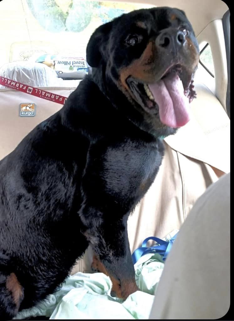 RottieHearts's tweet image. Welcome to BERNIE who found himself alone and out of time in Randolph County shelter. Thanks to the efforts of many, he is freshly bathed and enjoying the comforts of home with his foster to adopt family. #Rottweiler #FostersSaveLives #FosterToAdopt #RescueDog #FreedomRide #Cutie