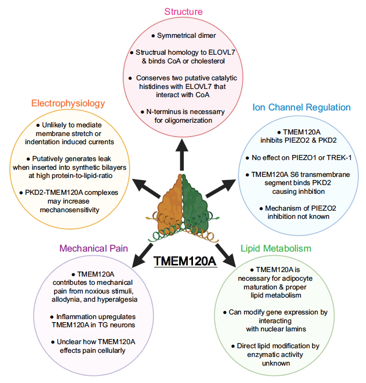 Tibor Rohacs (@rohacstibor) on Twitter photo Mechanosensitive ion channel (modulator) ? Lipid modifying enzyme ? Check out our review on TMEM120A/TACAN with <a href="/MattGabrielleRU/">Matthew Gabrielle, Ph.D.</a>
tandfonline.com/doi/full/10.10… Mechanosensitive ion channel (modulator) ? Lipid modifying enzyme ? Check out our review on TMEM120A/TACAN with <a href="/MattGabrielleRU/">Matthew Gabrielle, Ph.D.</a>
tandfonline.com/doi/full/10.10…
