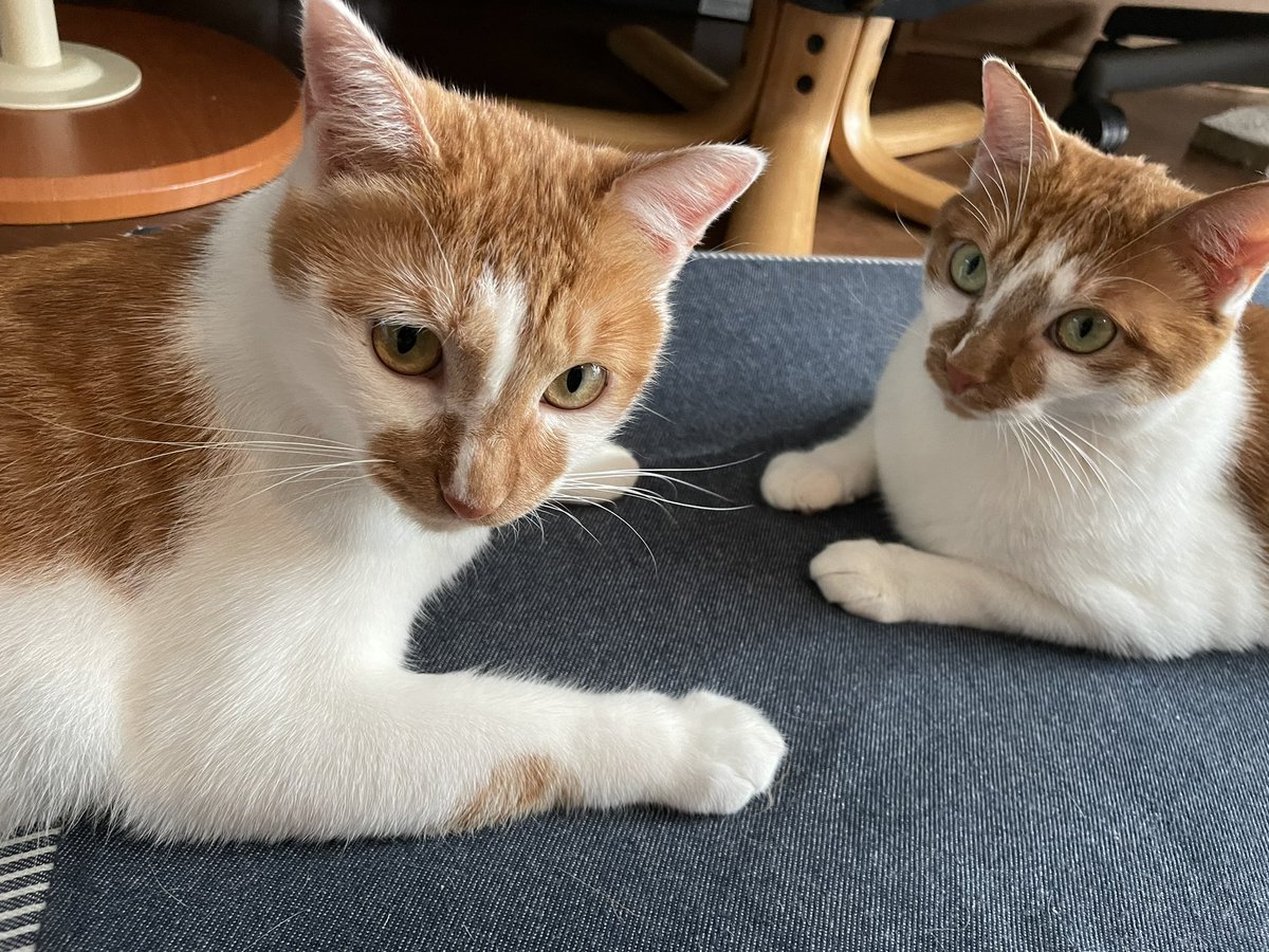 Tsukushi got a brother.meow!ฅ^•ﻌ•^ฅ♡