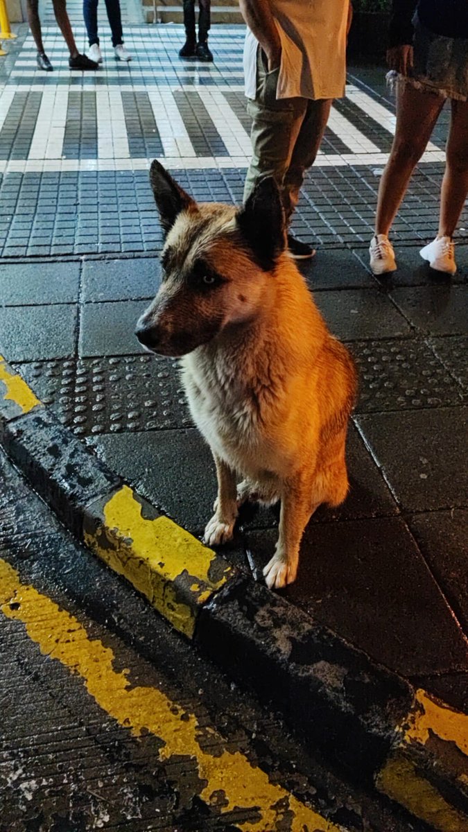 YaCelacanto's tweet photo. Esta es la cara de tristeza de un #Peludito qué espera el regreso de su dueño, un ser despreciable y sin corazón que lo dejó abandodo a su suerte en la Calle 5 con Carrera 52 en la puerta de #Cosmocentro, por fortuna una persona de buen corazón va a su rescate #Cali #YaCelacanto https://t.co/JFNrztcLJK