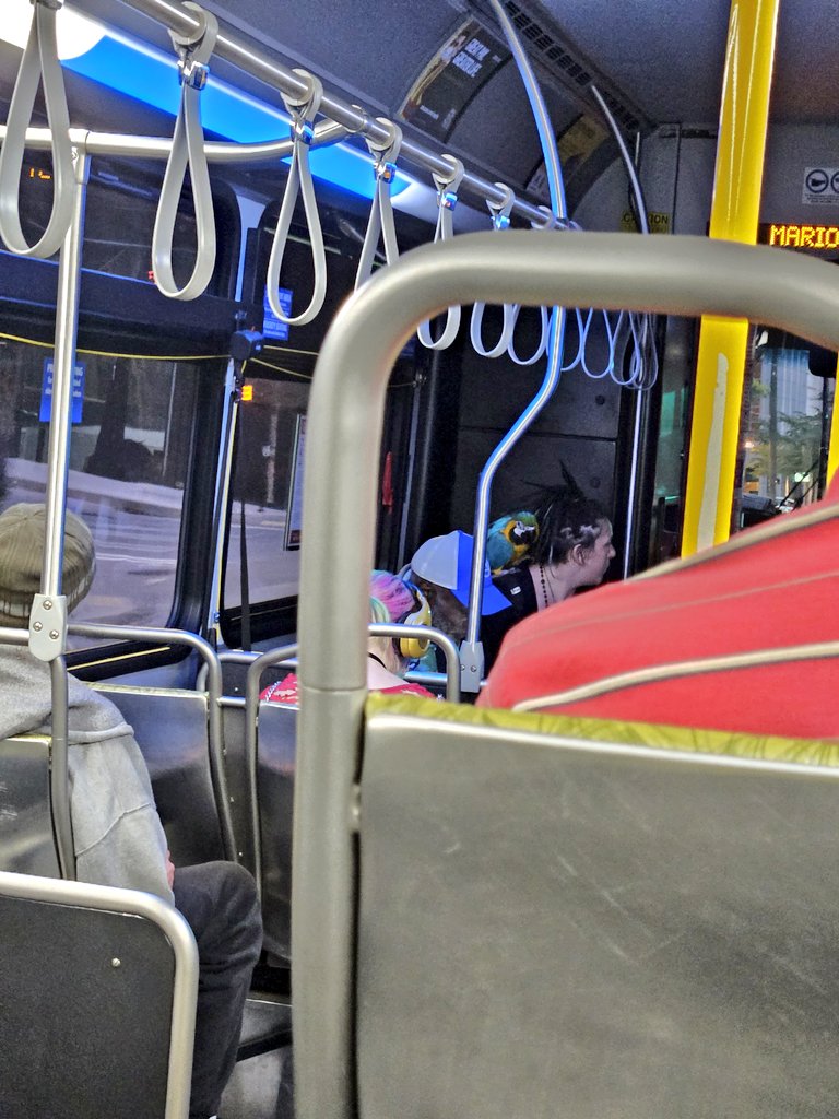 Naellien's tweet photo. Spot the goddamn macaw this woman has brought on to the bus.

This city is wild. https://t.co/YJ54Wim1eh