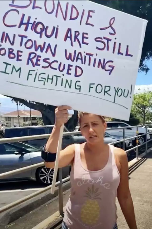 NewsAndBenefits's tweet image. 🆘Missing Pets Crisis:The Maui Humane Society estimates around 3,000 pets are missing in the Lahaina area after wildfires. Over 1,100 lost animal reports filed so far. It&apos;s a race against time to locate and assist these beloved companions.🏞️🐕🐾 #HelpFindThem #AnimalReunification