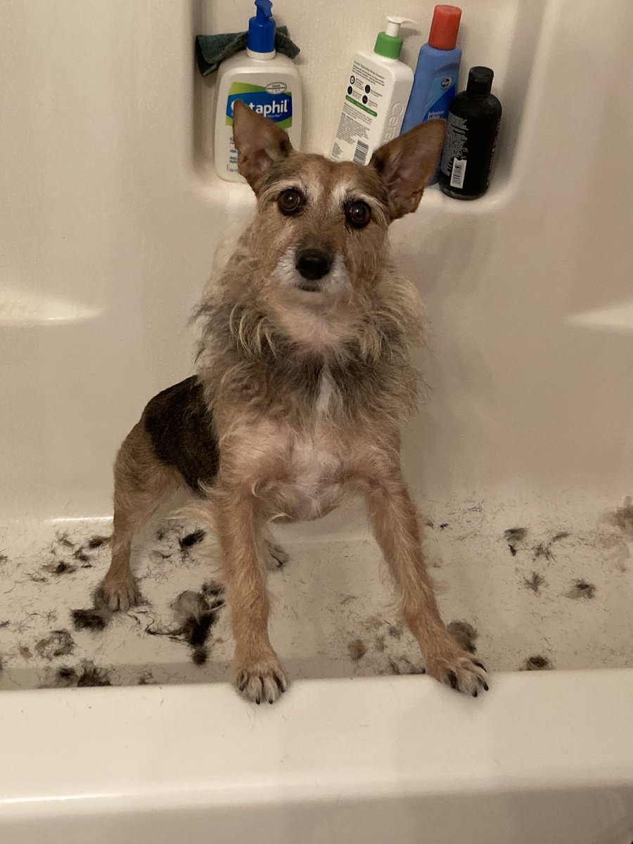 HerbieMooland's tweet photo. The sheering has begun: 🪒
#haircut #sheer #groomingdog #groomingday🐶✂️🛁 #vaccuming #hair #fur #itstoohotoutside https://t.co/WBP1XUpkyP