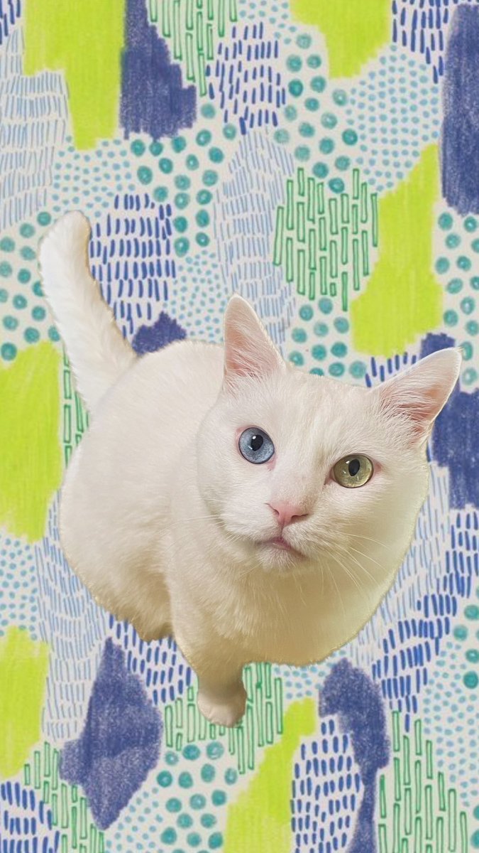 猫アレルギーだけど猫飼ってます - البحث / X