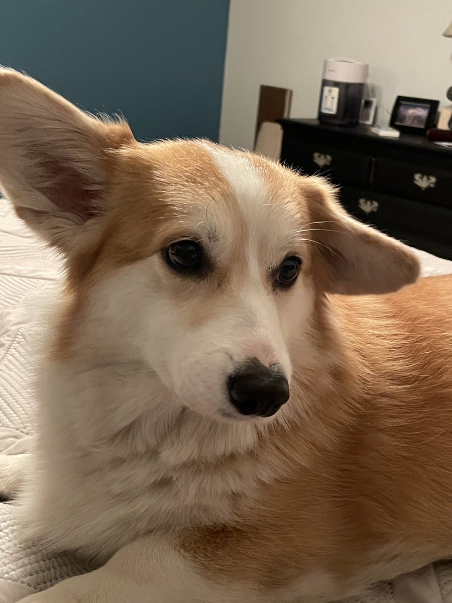 There’s a bit of cracking thunder outside.  Think I’ll stay put. 

#CorgiCrew