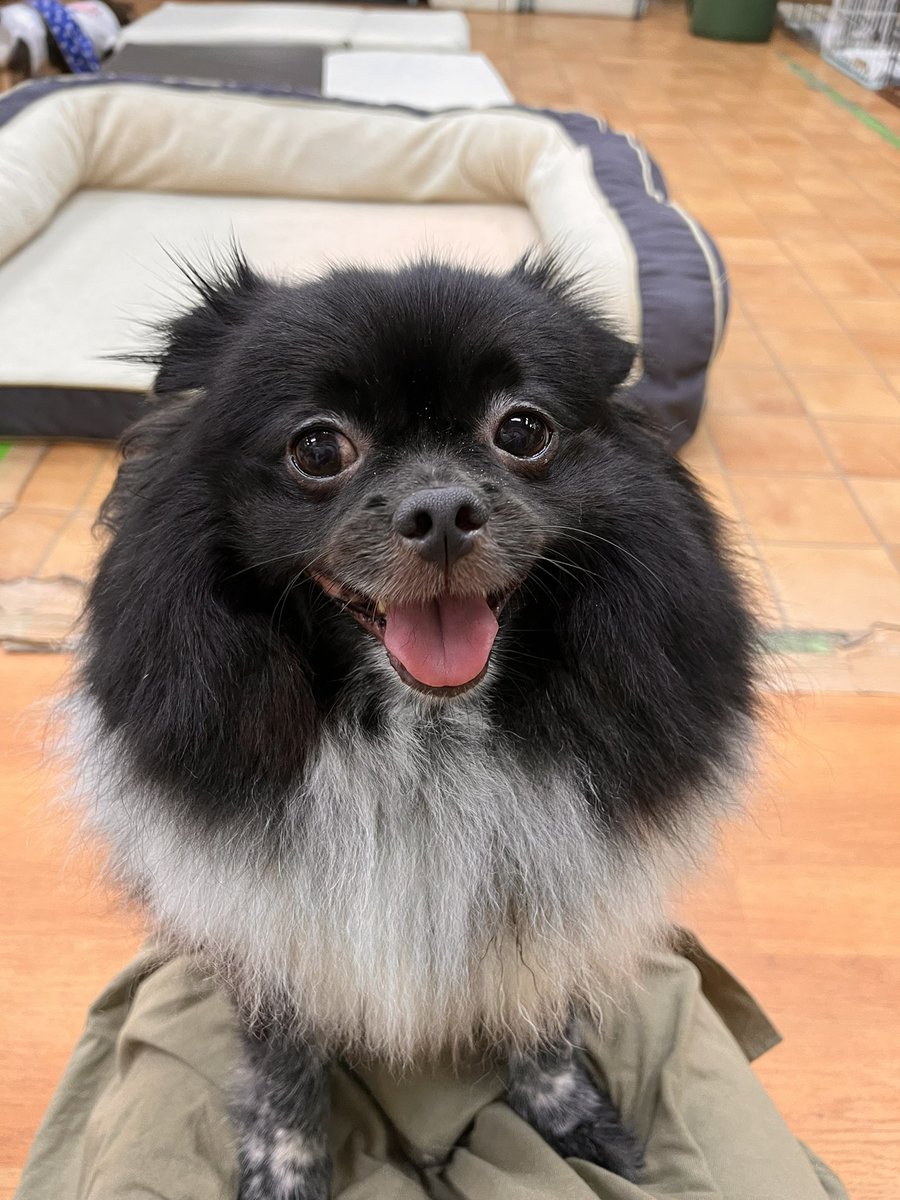 WanWanWan8611's tweet photo. 自分からお膝に よっこいしょ!と
のぼり 話しかけると 一生懸命お話を聞いてくれるネロ君😆💗

聞き分けもよく 聞きなれない言葉や音を
聞くと首をかしげてくれる姿にキュンキュンしちゃいます😍
たくさん話しかけて一緒に楽しんでくれる家族ができますように✨

ネロ/男の子/推定4才
#里親募集中 https://t.co/fI1fpZ3NRs