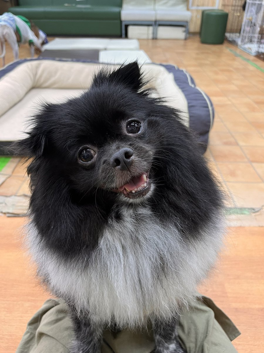 WanWanWan8611's tweet photo. 自分からお膝に よっこいしょ!と
のぼり 話しかけると 一生懸命お話を聞いてくれるネロ君😆💗

聞き分けもよく 聞きなれない言葉や音を
聞くと首をかしげてくれる姿にキュンキュンしちゃいます😍
たくさん話しかけて一緒に楽しんでくれる家族ができますように✨

ネロ/男の子/推定4才
#里親募集中 https://t.co/fI1fpZ3NRs