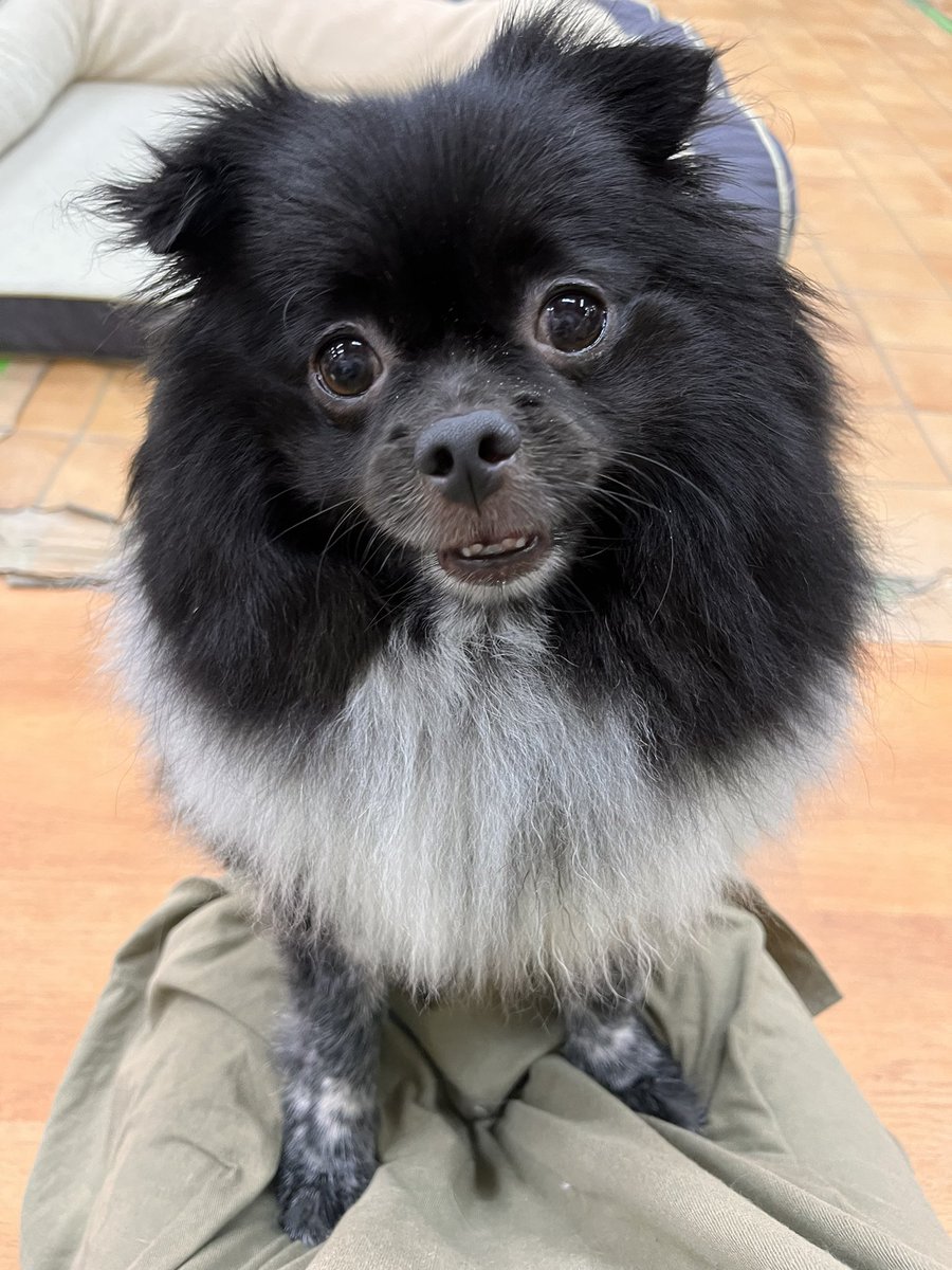 WanWanWan8611's tweet photo. 自分からお膝に よっこいしょ!と
のぼり 話しかけると 一生懸命お話を聞いてくれるネロ君😆💗

聞き分けもよく 聞きなれない言葉や音を
聞くと首をかしげてくれる姿にキュンキュンしちゃいます😍
たくさん話しかけて一緒に楽しんでくれる家族ができますように✨

ネロ/男の子/推定4才
#里親募集中 https://t.co/fI1fpZ3NRs