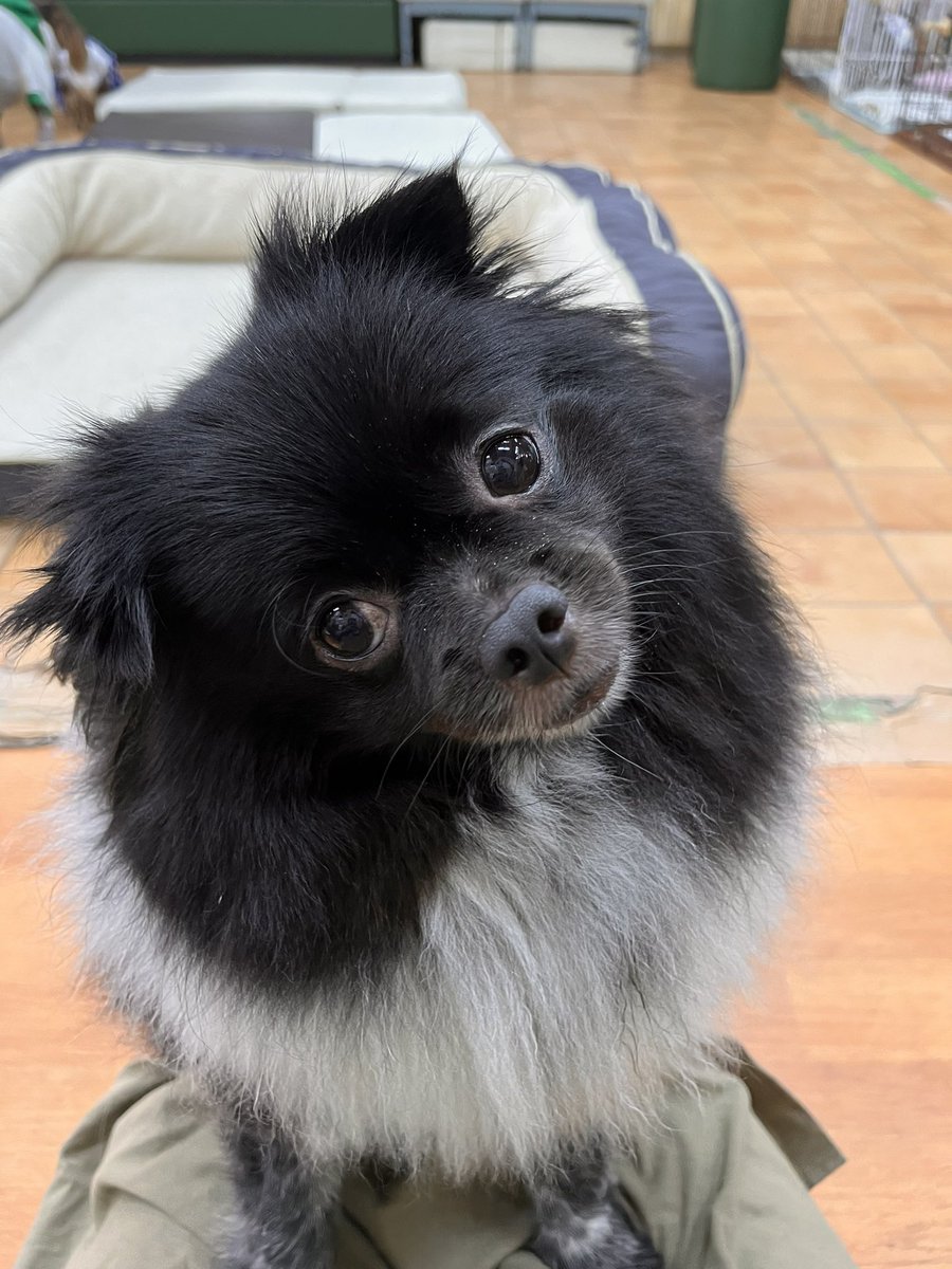 WanWanWan8611's tweet photo. 自分からお膝に よっこいしょ!と
のぼり 話しかけると 一生懸命お話を聞いてくれるネロ君😆💗

聞き分けもよく 聞きなれない言葉や音を
聞くと首をかしげてくれる姿にキュンキュンしちゃいます😍
たくさん話しかけて一緒に楽しんでくれる家族ができますように✨

ネロ/男の子/推定4才
#里親募集中 https://t.co/fI1fpZ3NRs