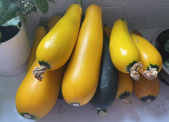 Getting overwhelmed by squash and zucchini 😂 https://t.co/jAM1MvxDOf