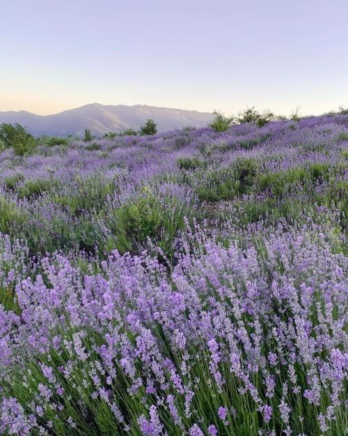 mycelticmoon's tweet photo. Lavender fields https://t.co/04p8DZ1Ydl