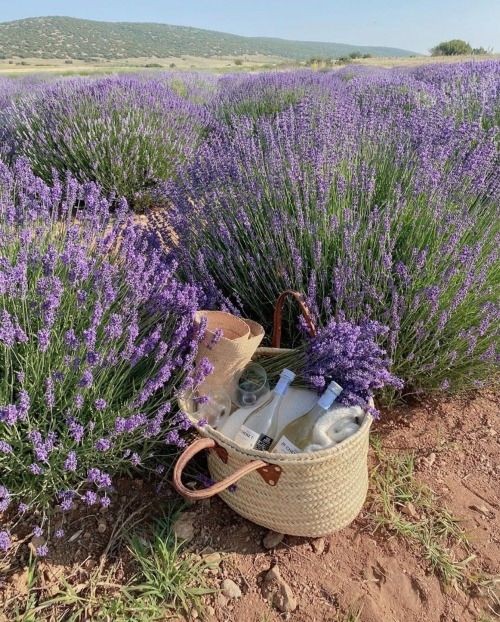 mycelticmoon's tweet photo. Lavender fields https://t.co/04p8DZ1Ydl