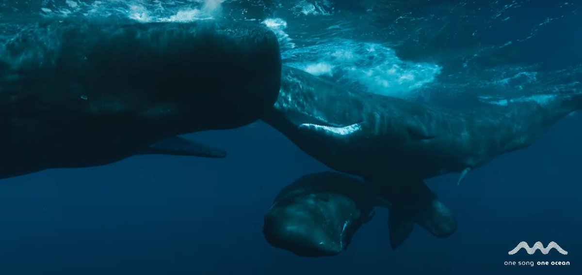 Dans le cadre des rencontres d'@agirpourlevivant qui se déroulent à Arles du 21 au 27 août 2023, Mangroove Music lance en avant-première un nouveau programme One Song One Ocean, mixant musique, sciences et écologie.

#mangroovemusic #ecology #music #agirpourlevivant