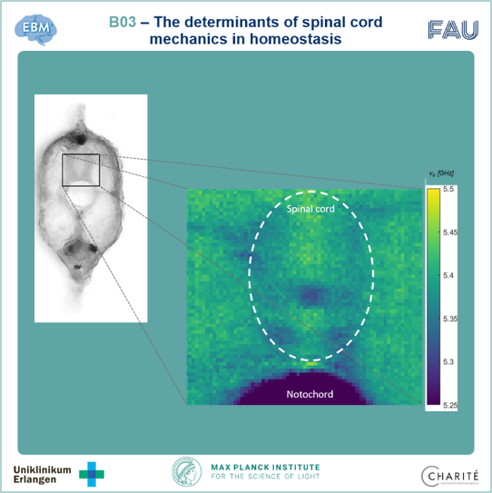 B03 will identify mechanical phenotypes of larval zebrafish spinal cord tissue during homeostasis. To this end, we employ Brillouin microscopy, a label-free, optical technique that allows non-invasive mechanical interrogation of living tissues.