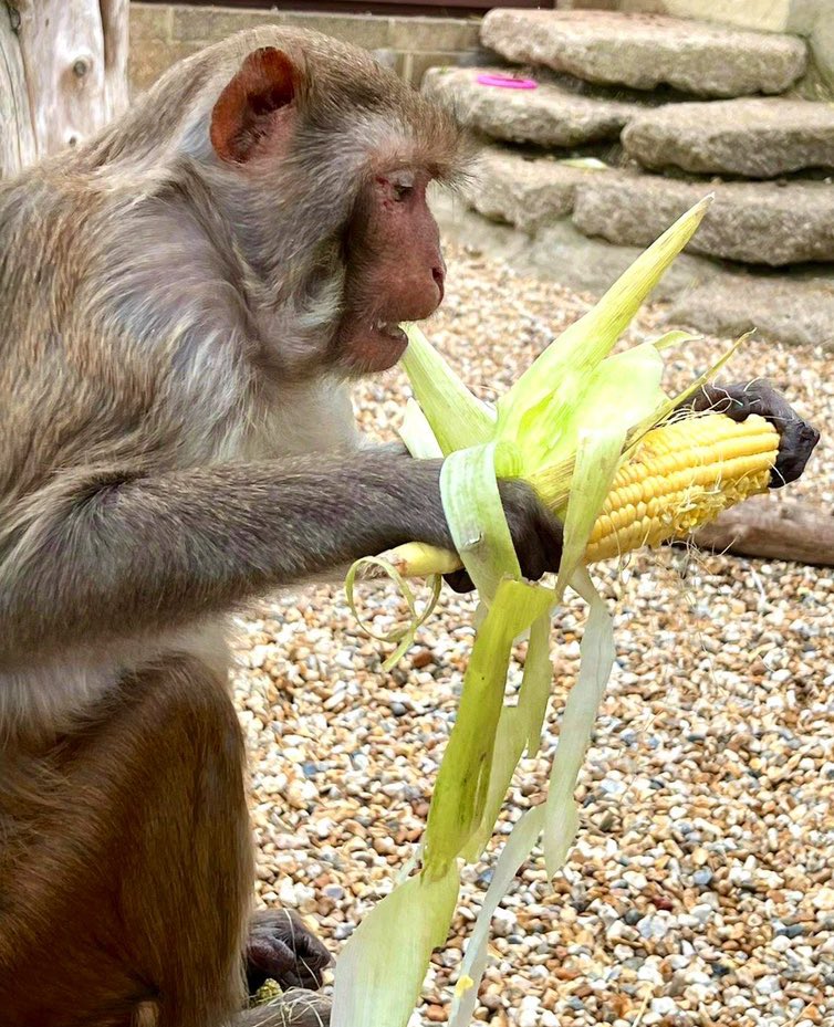 Corn on the cob time!! 🌽 Huge thanks to @WaveProject who had some left over corn from the @IOWGarlicFest. Our animal carer, Nicole, grabbed as many as she could! Our primates love a cob… 🌽💛 #cornonthecob #primates #monkeys #capuchins #rhesusmacaques #isleofwight