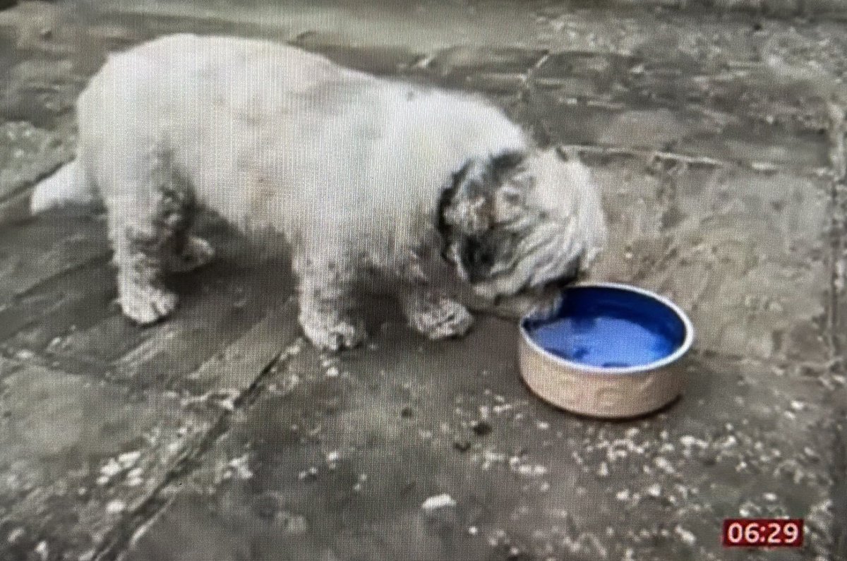 DT_VIPsuppawt's tweet photo. Did you see @bbcsoutheast news earlier, during #BBCBreakfast with @jonkay01 &amp; @sallynugent ?  📺   @LucindaAdam introduced a story about @DogsTrust looking for more foster carers as we deal with record numbers of dogs being relinquished. More ℹ️ here ➡️ https://t.co/FNCVefNrX2 👍 https://t.co/Bm5CY7i351